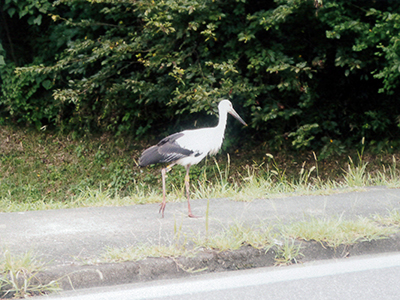 コウノトリ