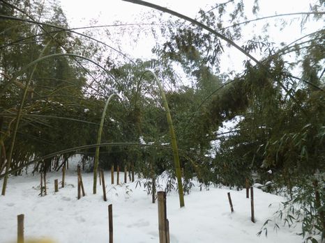 近年稀な大雪に気力失せる・・・為せば成る・・・