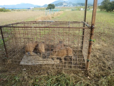 猪捕獲