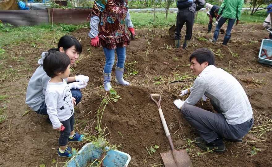 イモ堀農業体験・収穫