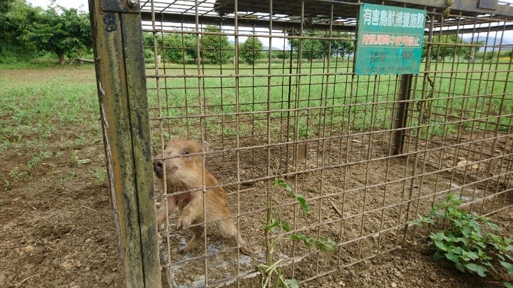 イノシシ・鹿　捕獲減少