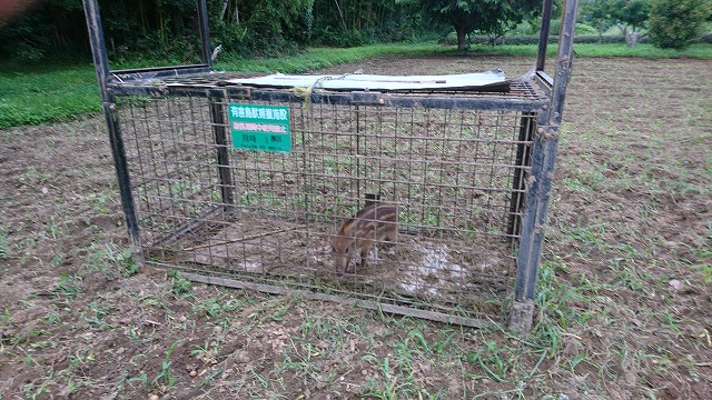 イノシシ捕獲