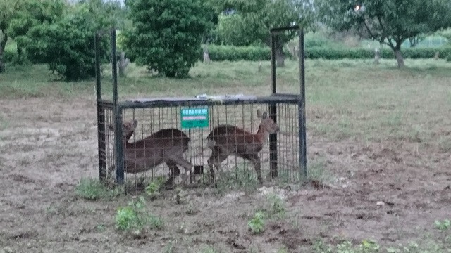 シカ２頭・イノシシ４頭捕獲処分