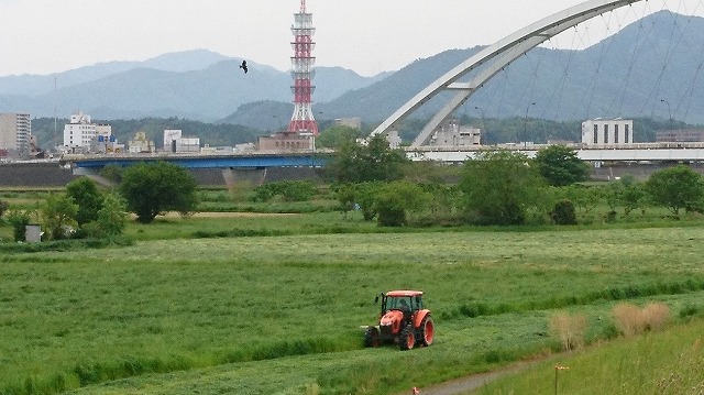 堤外地で牧草刈取始まる。（2番刈り6月22日～23日）