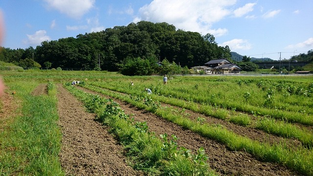 遊休農地 いろいろ