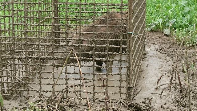 鳥獣被害3種