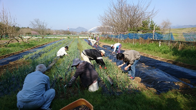 遊休農地利活用