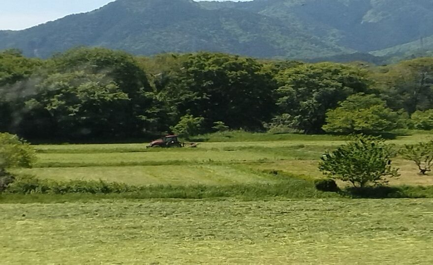 イタリアングラス刈り取り