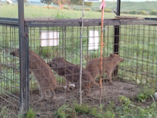 猪・鹿　捕獲処分