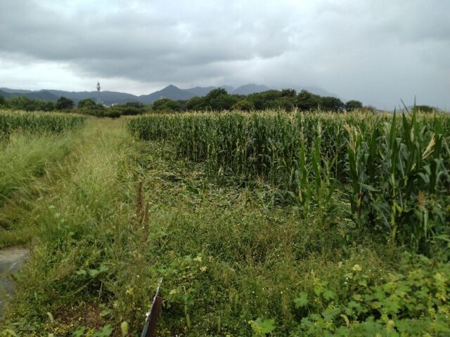 青田刈りトウモロコシ　鹿による被害3