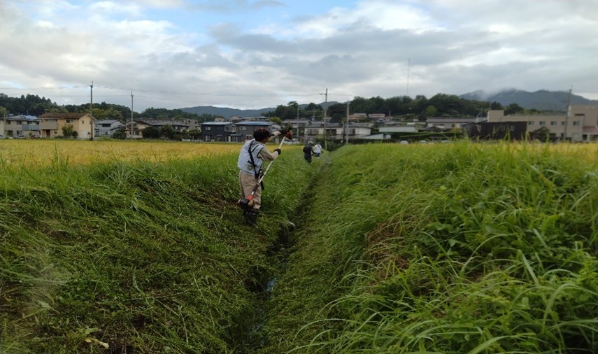 大溝堀（２回目）中止と有志で畔草刈り