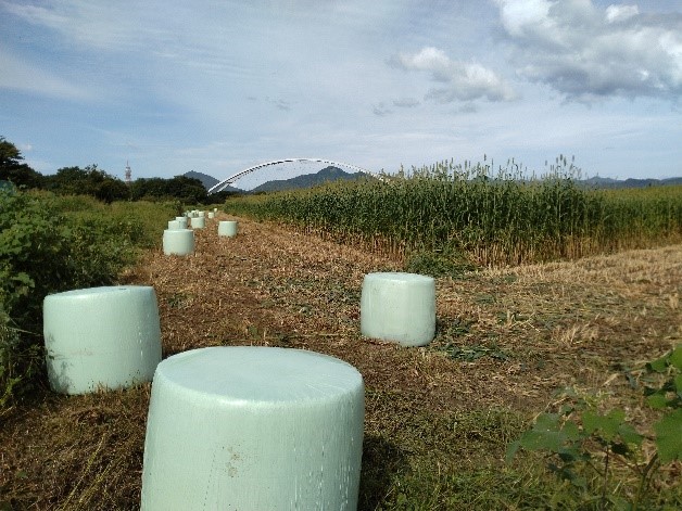 9月22日～堤外ソルゴ収穫2