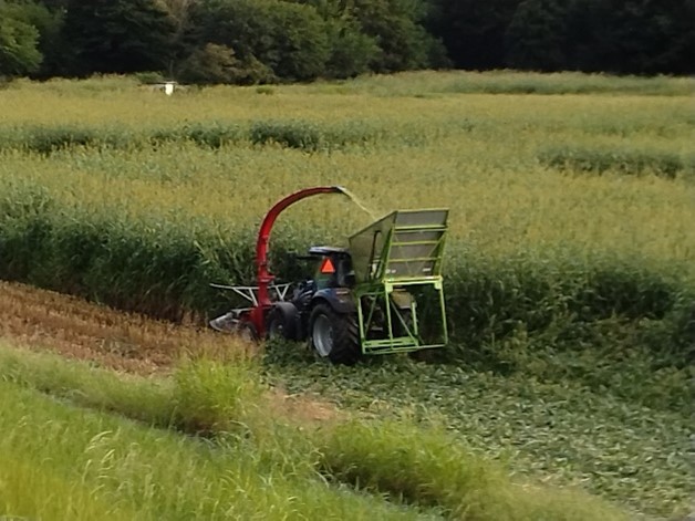 堤外ソルゴ収穫