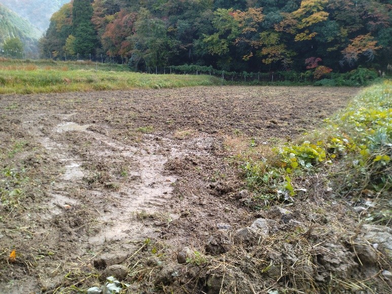 11月7日　東谷石取、遊休農地で対費用効果無く、も、トラクター爪紛失対策してでも、農地保全に努力します2