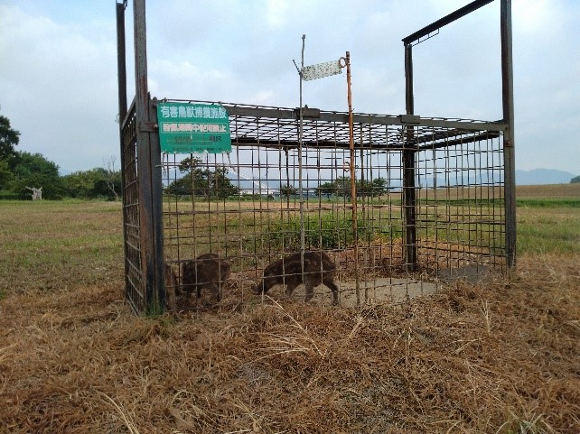 ウリ坊3匹捕獲処分