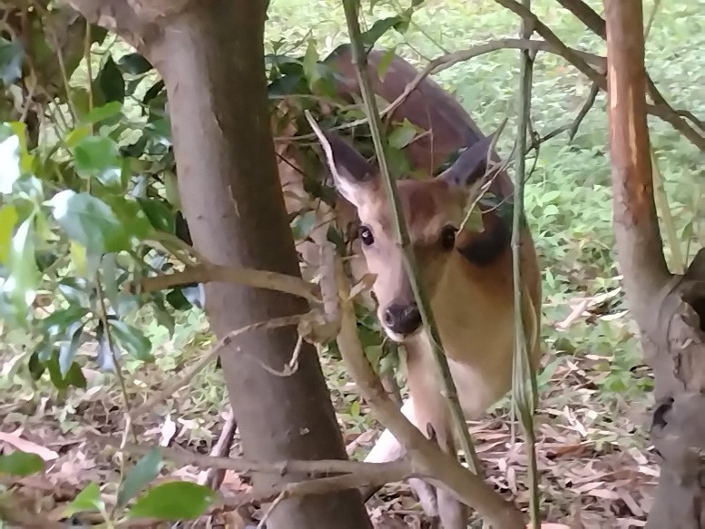 6月11日　鹿捕獲処分