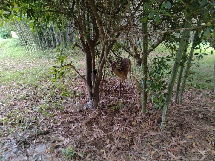 ６月１１日　鹿捕獲処分2