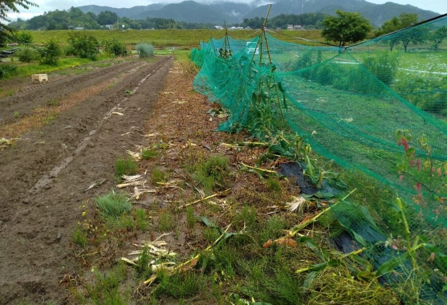 6月24日　白いコーン土曜朝市出荷前、鹿の集団により全滅、あ～ア