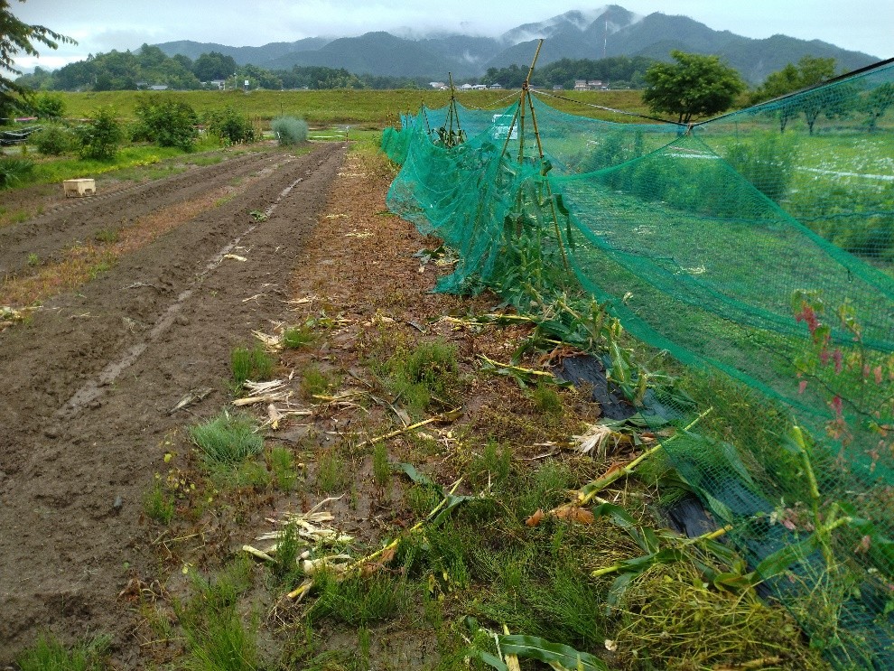 ６月２４日　白いコーン土曜朝市出荷前、鹿の集団により全滅、あ～ア
